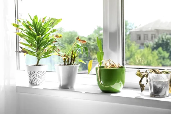 Wilted Houseplants Windowsill Room — стоковое фото