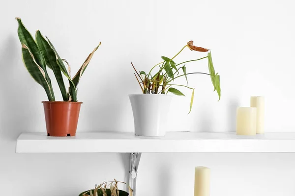 Shelf Wilted Houseplants Candles Light Wall — Stock Photo, Image