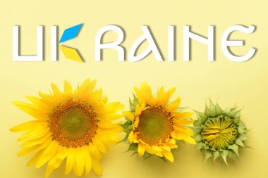 Beautiful sunflowers and word UKRAINE on yellow background