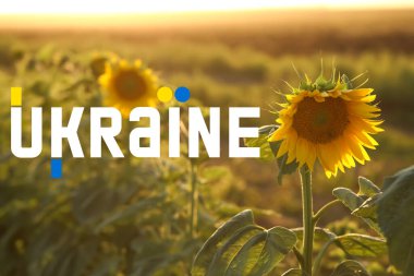 Beautiful blooming sunflower in field and word UKRAINE