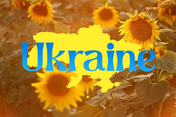 Beautiful Sunflower Field Summer Day Word Ukraine — Stok fotoğraf