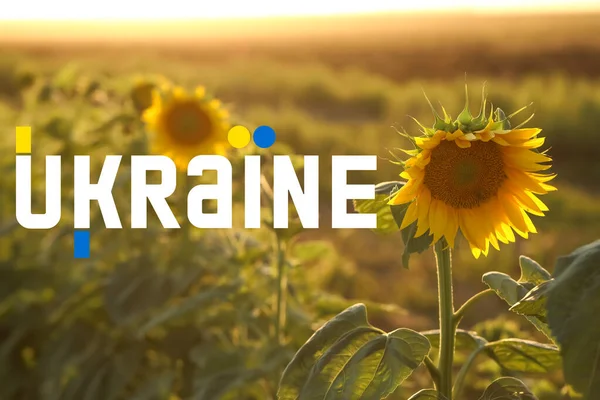 Beautiful Blooming Sunflower Field Word Ukraine — Stok fotoğraf