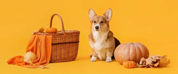 Cute Dog Wicker Basket Autumn Leaves Pumpkins Yellow Background Thanksgiving — Foto de Stock