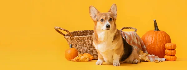 Cute Dog Wicker Basket Autumn Leaves Pumpkins Yellow Background Thanksgiving — Foto de Stock