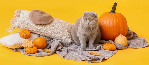 Cute Cat Plaid Cushions Pumpkins Yellow Background Thanksgiving Day Celebration — Stock Photo, Image