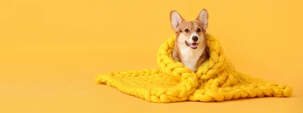 Cute Corgi Dog Warm Knitted Plaid Yellow Background Space Text — Photo