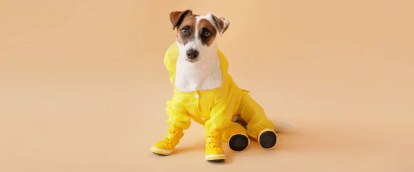 Cute Funny Dog Autumn Clothes Booties Beige Background — Stock Photo, Image
