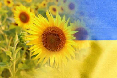 Collage with beautiful sunflower field and flag of Ukraine