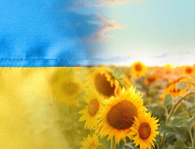 Collage with beautiful sunflower field and flag of Ukraine