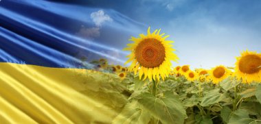 Collage with beautiful sunflower field and flag of Ukraine