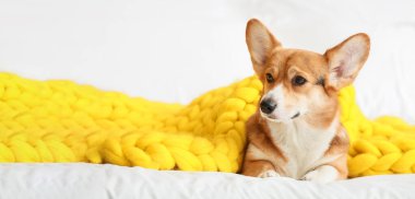 Cute Corgi dog covered with warm plaid at home