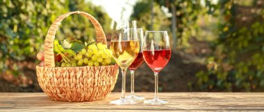 Glasses of tasty wine and basket with fresh grapes on table in vineyard
