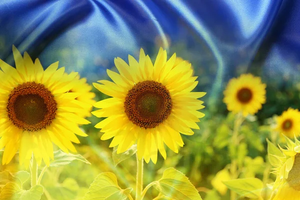 Double Exposure Beautiful Sunflower Field Flag Ukraine — Fotografia de Stock
