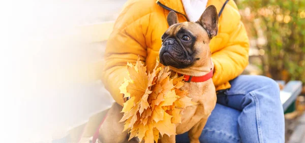 Cute French Bulldog Owner Autumn Park Banner Design — ストック写真