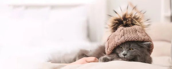 Cute Cat Warm Hat Home Concept Heating Season —  Fotos de Stock