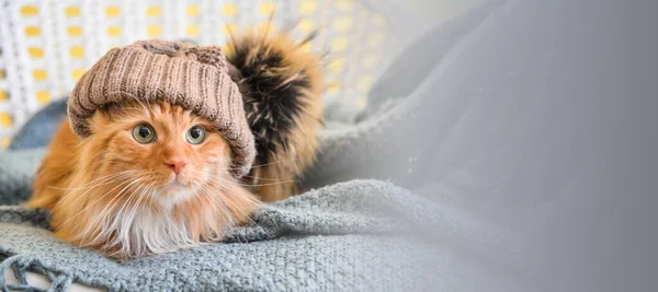 Cute cat in knitted hat lying on warm plaid at home. Banner for heating season
