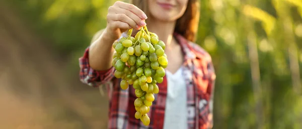 Woman Holding Cluster Fresh Grapes Vineyard —  Fotos de Stock