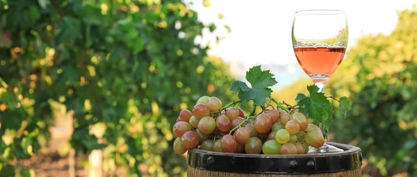 Glass Tasty Wine Ripe Grapes Barrel Vineyard — Foto Stock