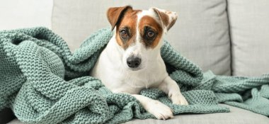 Cute Jack Russel terrier covered with warm plaid at home