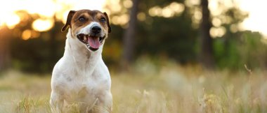 Cute Jack Russel terrier in autumn park