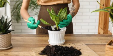 Woman transplanting houseplant at home