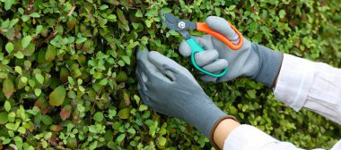 Gardener cutting green bushes outdoors, closeup