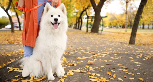 White Fluffy Samoyed Dog Owner Autumn Park — Stock Photo, Image