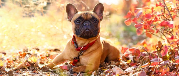 Cute French Bulldog Beautiful Autumn Park — Stock Photo, Image