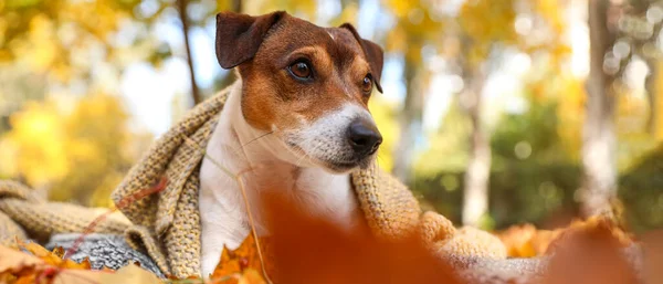 Cute Jack Russel Terrier Covered Knitted Plaid Autumn Park — Stockfoto