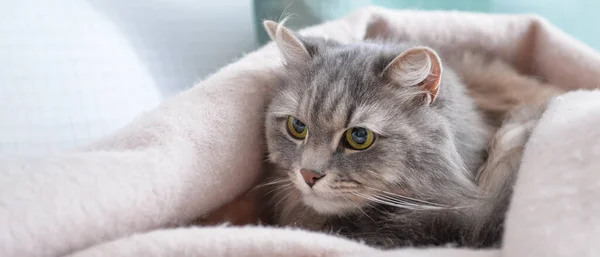 Leuke Kat Bedekt Met Warme Ruitjes Thuis Begrip Verwarmingsseizoen — Stockfoto