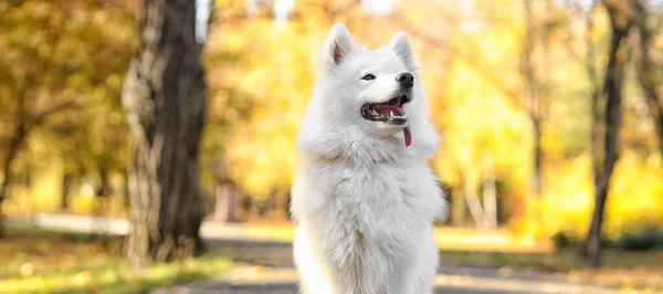 Cute Samoyed Pies Jesiennym Parku — Zdjęcie stockowe