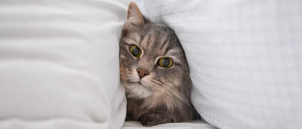 Cute Cat Soft Pillows Bed — Stockfoto