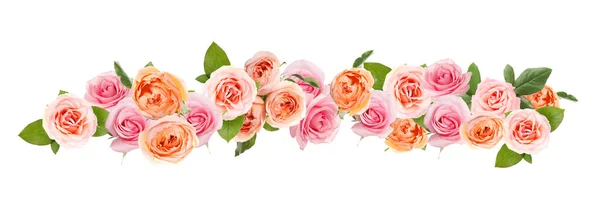 Many Beautiful Pink Roses Isolated White — Stock Photo, Image