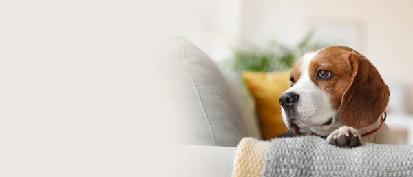 Cute Beagle Dog Lying Sofa Banner Design — Stock Photo, Image