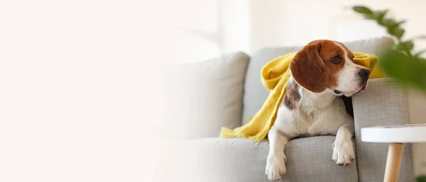 Cute Beagle Dog Warm Scarf Home Autumn Day Banner Design — Stok Foto