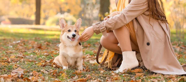 秋の公園でかわいいコーギー犬とスタイリッシュな若い女性 — ストック写真