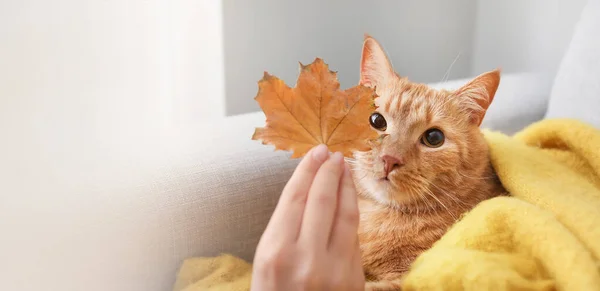 Cute red cat and owner with autumn leaf at home. Banner for design