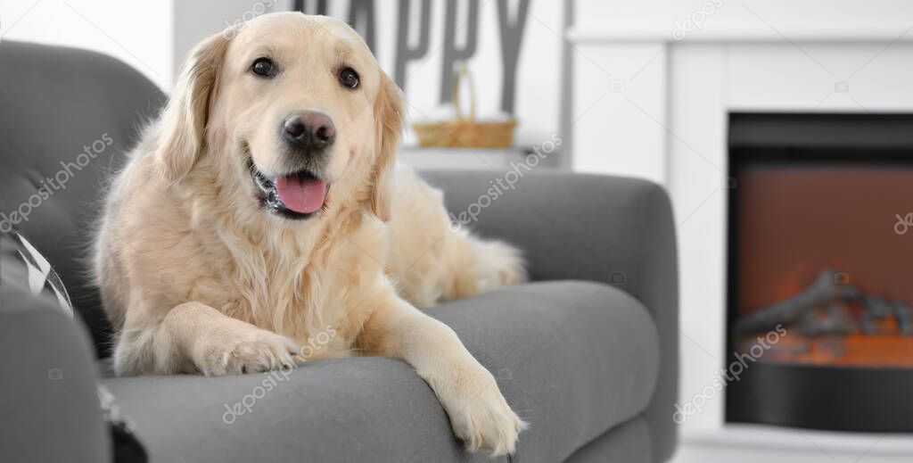 Cute dog lying on sofa in living room with fireplace. Concept of heating season