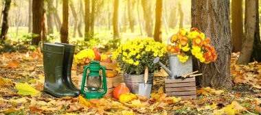 Beautiful Chrysanthemum flowers, gardening tools, pumpkins, lantern and gumboots in autumn park