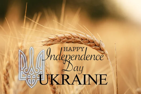 Poster Ukrainian Independence Day Wheat Field — 스톡 사진