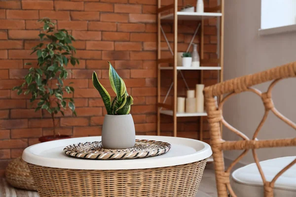 Houseplant Wicker Mat Table Living Room — Stok fotoğraf