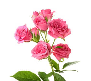 Beyaz arka planda güzel pembe güller