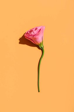 Beautiful pink flower on orange background