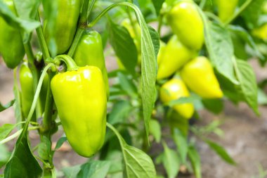 Bush with green bell pepper in garden