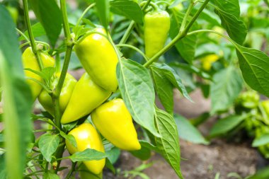 Bush with green bell pepper in garden