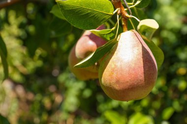 Delicious pear on tree branch in garden
