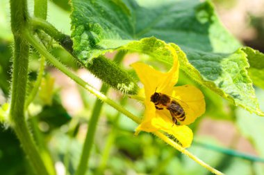 Bee on yellow cucumber flower in garden