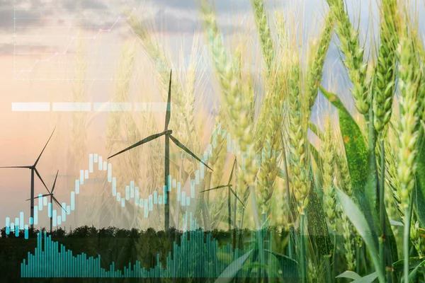 Double exposure of green wheat and windmills for electric power generation in field. Green technology concept