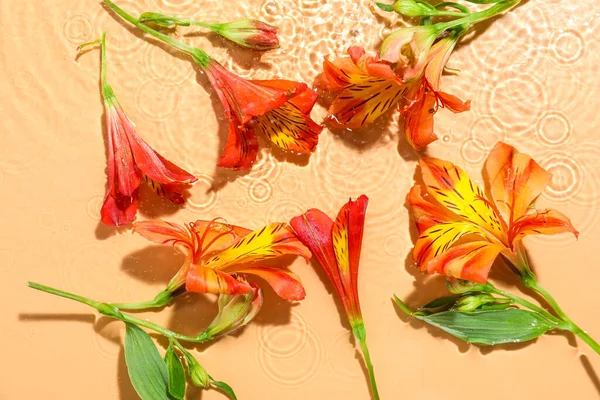 Beautiful Alstroemeria Flowers Water Color Background — Stock Photo, Image