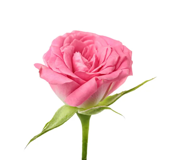 Rosa Rosa Hermosa Sobre Fondo Blanco —  Fotos de Stock